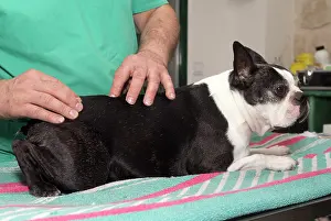 Boston: 80201674 Dog - Boston Terrier with vet Jean-Michel