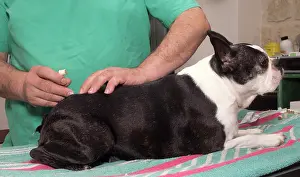 Boston: 80201675 Dog - Boston Terrier with vet Jean-Michel