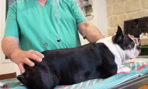 Boston: 80201676 Dog - Boston Terrier with vet Jean-Michel