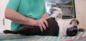 Boston: 80201677 Dog - Boston Terrier with vet Jean-Michel