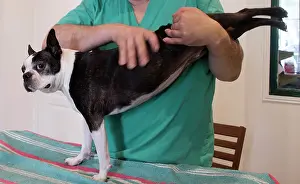 Boston: 80201678 Dog - Boston Terrier with vet Jean-Michel