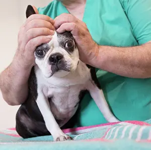 Boston: 80201679 Dog - Boston Terrier with vet Jean-Michel