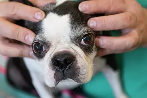 Boston: 80201680 Dog - Boston Terrier with vet Jean-Michel