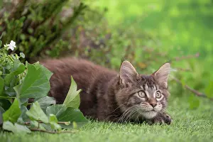 Coon: 80201681 Cat - Maine Coon kitten Jean-Michel Labat