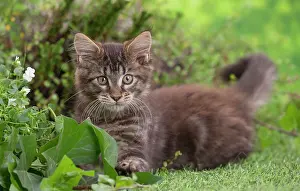 Coon: 80201682 Cat - Maine Coon kitten Jean-Michel Labat