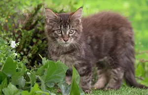 Coon: 80201683 Cat - Maine Coon kitten Jean-Michel Labat