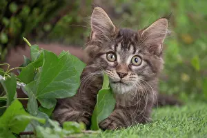 Coon: 80201684 Cat - Maine Coon kitten Jean-Michel Labat