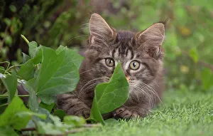 Coon: 80201685 Cat - Maine Coon kitten Jean-Michel Labat