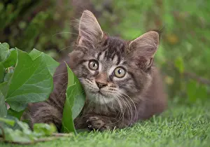 Coon: 80201686 Cat - Maine Coon kitten Jean-Michel Labat