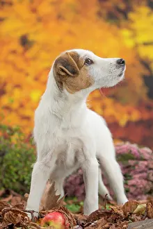 Russell: 80201730 Dog - Jack Russell puppy Jean-Michel Labat