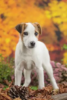 Russell: 80201731 Dog - Jack Russell puppy Jean-Michel Labat