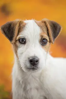 Russell: 80201733 Dog - Jack Russell puppy Jean-Michel Labat