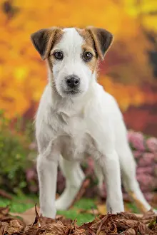 Russell: 80201734 Dog - Jack Russell puppy Jean-Michel Labat