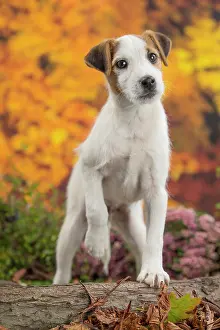 Russell: 80201735 Dog - Jack Russell puppy Jean-Michel Labat