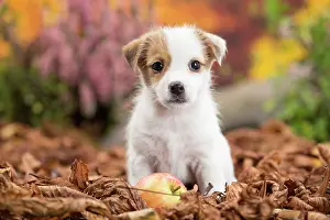 Russell: 80201737 Dog - Jack Russell puppy Jean-Michel Labat