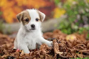 Russell: 80201738 Dog - Jack Russell puppy Jean-Michel Labat