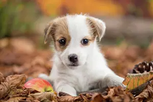 Russell: 80201739 Dog - Jack Russell puppy Jean-Michel Labat