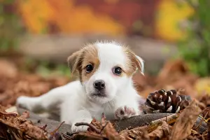 Russell: 80201740 Dog - Jack Russell puppy Jean-Michel Labat