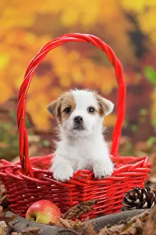 Russell: 80201741 Dog - Jack Russell puppy Jean-Michel Labat