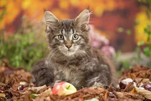 Coon: 80201742 Cat - Maine Coon kitten Jean-Michel Labat