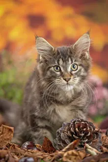 Coon: 80201743 Cat - Maine Coon kitten Jean-Michel Labat
