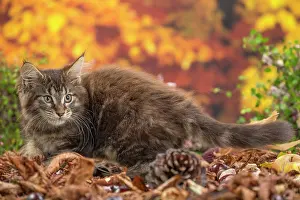 Coon: 80201744 Cat - Maine Coon kitten Jean-Michel Labat