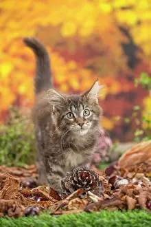 Coon: 80201745 Cat - Maine Coon kitten Jean-Michel Labat