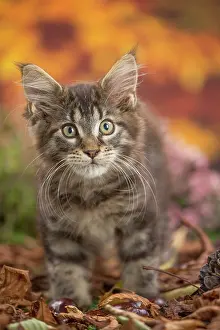 Coon: 80201746 Cat - Maine Coon kitten Jean-Michel Labat