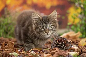 Coon: 80201747 Cat - Maine Coon kitten Jean-Michel Labat