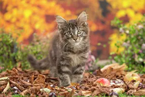 Coon: 80201748 Cat - Maine Coon kitten Jean-Michel Labat