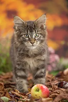 Coon: 80201749 Cat - Maine Coon kitten Jean-Michel Labat