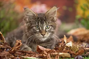 Coon: 80201750 Cat - Maine Coon kitten Jean-Michel Labat