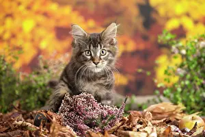 Coon: 80201751 Cat - Maine Coon kitten Jean-Michel Labat