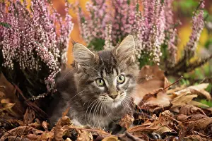 Coon: 80201752 Cat - Maine Coon kitten Jean-Michel Labat