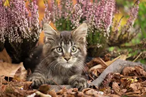 Coon: 80201753 Cat - Maine Coon kitten Jean-Michel Labat