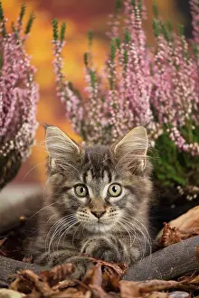 Coon: 80201755 Cat - Maine Coon kitten Jean-Michel Labat