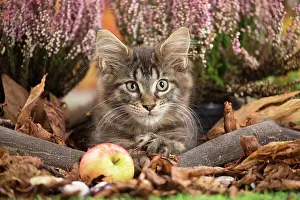 Coon: 80201757 Cat - Maine Coon kitten Jean-Michel Labat