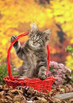 Coon: 80201758 Cat - Maine Coon kitten Jean-Michel Labat