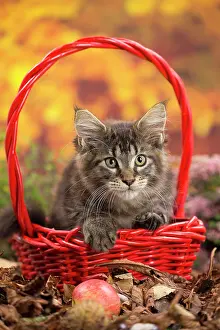 Coon: 80201759 Cat - Maine Coon kitten Jean-Michel Labat