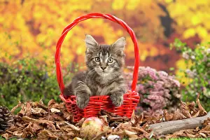 Coon: 80201761 Cat - Maine Coon kitten Jean-Michel Labat