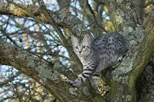 Egyptian: 80201765 Cat - Egyptian Mau Jean-Michel Labat All