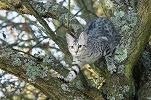 Egyptian: 80201766 Cat - Egyptian Mau Jean-Michel Labat All