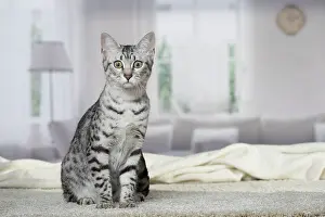 Egyptian: 80201767 Cat - Egyptian Mau Jean-Michel Labat All