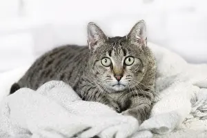 Egyptian: 80201768 Cat - Egyptian Mau Jean-Michel Labat All