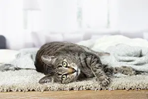 Egyptian: 80201769 Cat - Egyptian Mau Jean-Michel Labat All