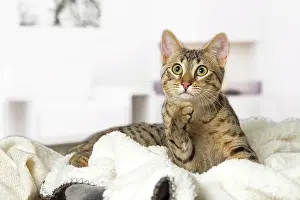 Egyptian: 80201783 Cat - Egyptian Mau Jean-Michel Labat All