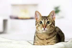Egyptian: 80201784 Cat - Egyptian Mau Jean-Michel Labat All