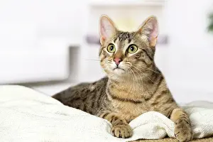 Egyptian: 80201785 Cat - Egyptian Mau Jean-Michel Labat All