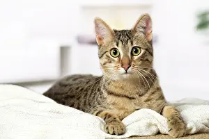 Egyptian: 80201786 Cat - Egyptian Mau Jean-Michel Labat All