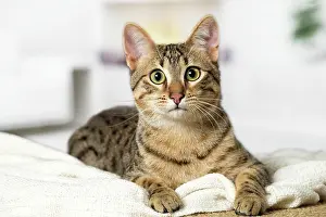 Egyptian: 80201787 Cat - Egyptian Mau Jean-Michel Labat All